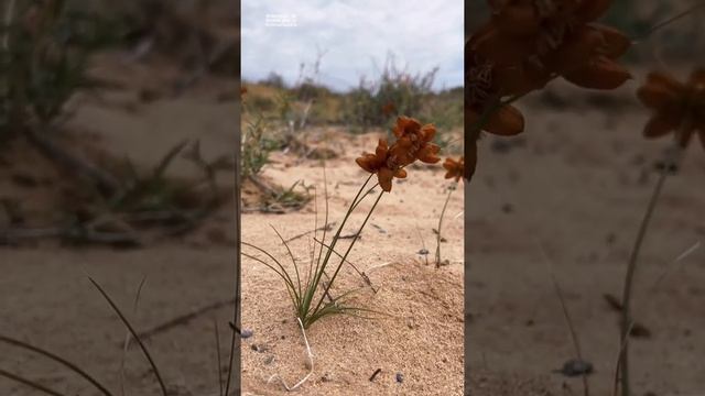 Осоки в пустыне это красота, Кызылординская область, пустыни Казахстана