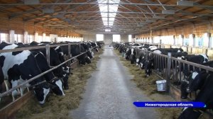 Уникальную технологию производства корма для животных из опилок разработали нижегородские учёные