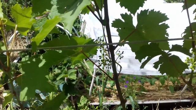 виноград в моём саду  Часть 1 смотреть онлайн