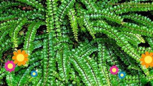 Костенец волосовидный. Краткий обзор, описание характеристик asplenium × trichomanes