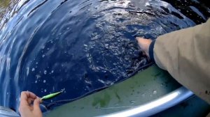 Ловля щуки в октябре на воблер Jackall Squad minnow 95 . Осенний Твичинг Минноу .