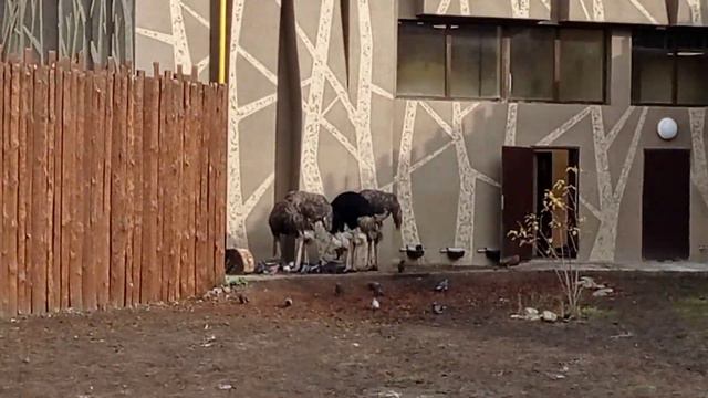Страусы в Харьковском зоопарке смотреть онлайн