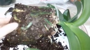 ОРХИДЕЯ, пересадка цветка и замена грунта