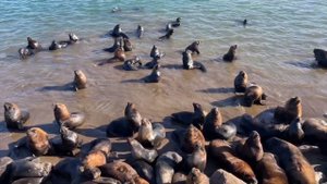 Поездка в Мар-дель-Плата. Шокирующие встречи с капибарами! #mardelplata #argentina