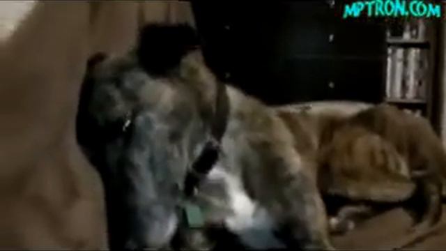 Страшный пес смотреть онлайн