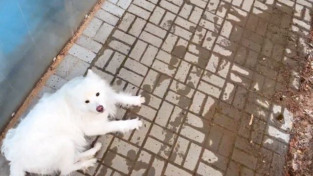 НЕВЕРОЯТНО ЯРКИЕ КАРПЫ КОИ ПЕРЕЕЗЖАЮТ В ГИГАНТСКИЙ АКВАРИУМ. ГДЕ КУПИТЬ КАРПА КОИ РЫБУ ДЛЯ ПРУДА
