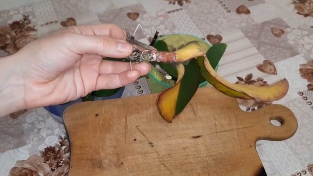 Орхидеи МАКСИМ от чёрной гнили смотреть онлайн