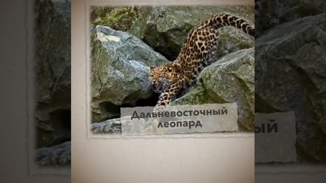 ТОП 10 САМЫХ РЕДКИХ ЖИВОТНЫХ В МИРЕ смотреть онлайн