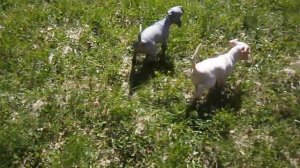 Щенки американского голого терьера 1,5 месяца играют на природе