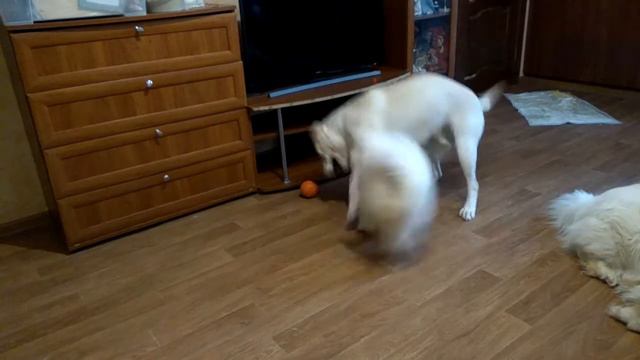 Игры маленького самоеда и подростка лабрадора.(1) смотреть онлайн