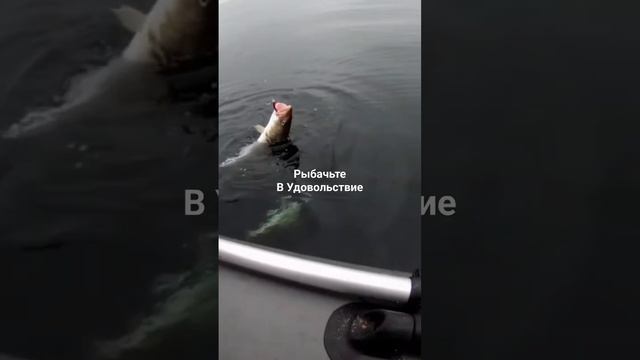 У меня налим а у Сашки две трески.
