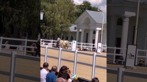 презентация лошадей орловской рысистой породы