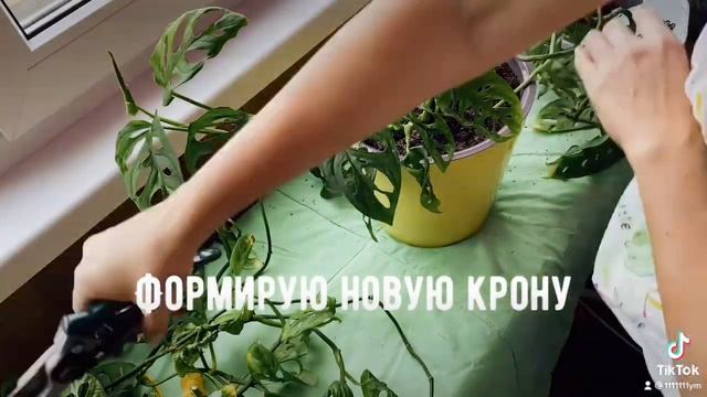 Обрезка и черенкование косой монстеры смотреть онлайн