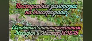 Состояние виноградника после заморозка 5.05.24. Обработка антистрессантом МЕГАФОЛ и МАСТЕР 18.18.18