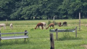 Стадо альпака мирно пасется на лугу в июне