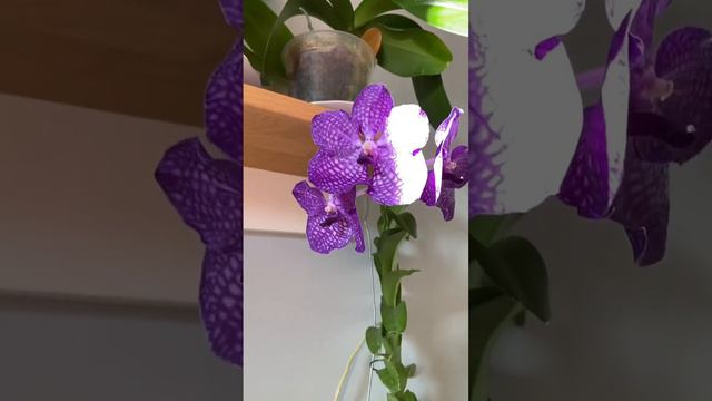 Моя коллекция орхидей фаленопсисов, ванд #купитьорхидеи #орхидеи #мультифлоры #обзорорхидей #орхиде