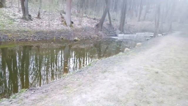 Воскресная прогулка в лесу. Весенние лесные цветы.