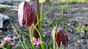 Цветок рябчик - Фритиллярия