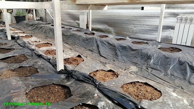 Рассада огурцов бьёрн и св 4097 готова к высадке сезон 2022 смотреть онлайн