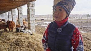 Искусственное осеменение коров и эмбриональная программа