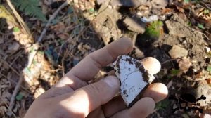 Коп в лесу! Горы Кавказа