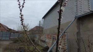 Уход за абрикосой весной