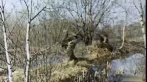 Снайперская винтовка СВД.