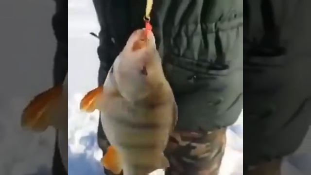 зимняя рыбалка 1,5 кг окуня смотреть онлайн