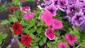 Петуния кустовая!!! Подводим итоги
