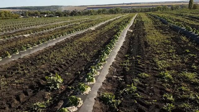 Идеальный вариант посадки малины. смотреть онлайн