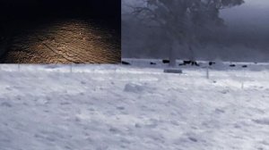 Field testing infrared T3 Prottps://www.xinfrared.com/products/android_infiray_t3_thermal_monocular