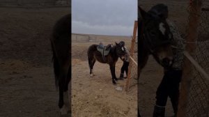 Асау уйрету, Как обучить лошадь!)