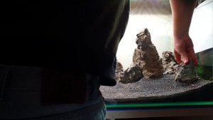 Запуск аквариума 90x45x45/ Ивагуми/ Часть1