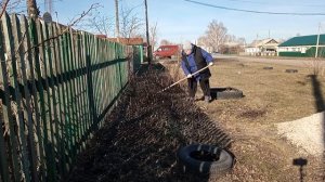 Обрезаю гортензию. Субботник. Работу с рассадой никто не отменял.