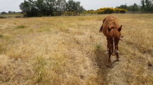 Лошадка учится длинной привязи на поле