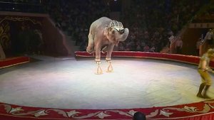 Цирк, выступление слонов