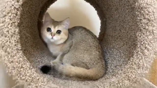 Британская золотая шиншилла кошечка