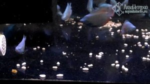 Отлично откормленные кобальтовые лялиусы (Colisa lalia)