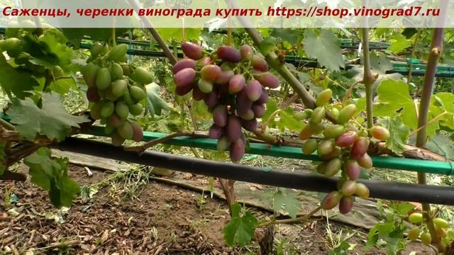 ГФ Вернисаж- единственная из форм Калугина с таким ранним сроком созревания и окрашивания. 13 июля. смотреть онлайн