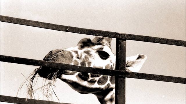 Мой Ленинград. Петроградская сторона - По паркам и музеям смотреть онлайн