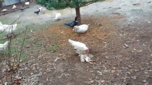 Хвоя для индоуток.. Опять лиса. Озонатор.