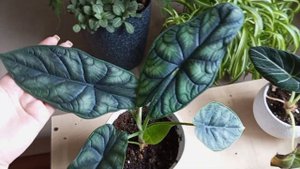 АЛОКАЗИИ | первый опыт | уход 💚