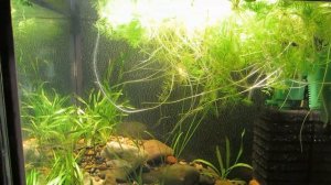 Обзор Аквариумов нерестовиков для Скалярий. Подробности, наблюдения...