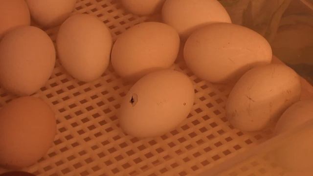 Выращивание цыплят в инкубаторе. Первый проклев. смотреть онлайн