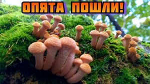 Опята. Массово пошли эти грибы в нашем лесу в Подмосковье