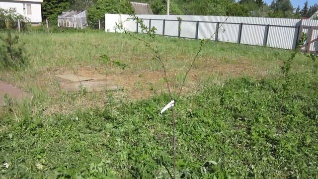 Терн, слива, алыча в Подмосковье смотреть онлайн