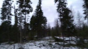 Охота. Установка капканов на куницу. Начало сезона 2023-24.