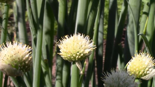 п г т ВАСИЛЬЕВО Разнообразия Цветов 2018 г смотреть онлайн