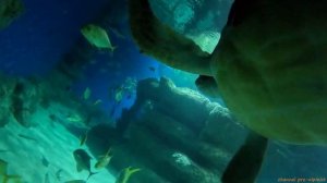 Океанариум на ВДНХ / Я плавал с АКУЛАМИ и МУРЕНОЙ когда напала черепаха / Экстремальный дайвинг