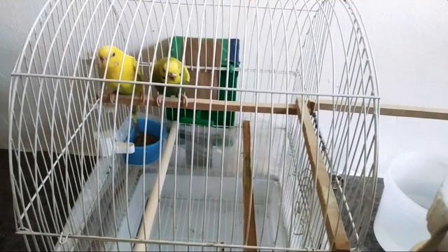 Приручение волнистого попугая к ручкам смотреть онлайн